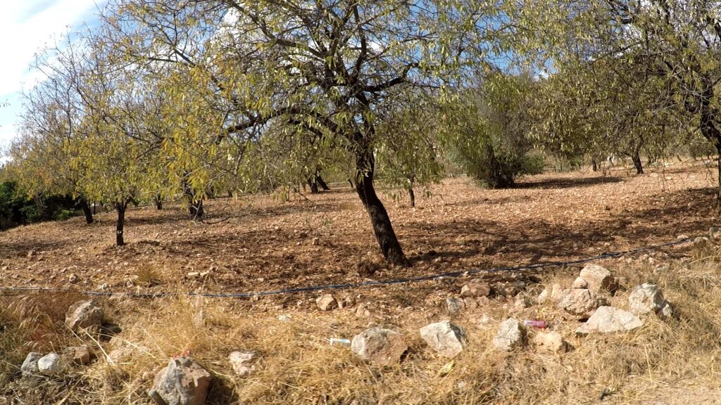 Almond trees, Datca peninsula, Turkey