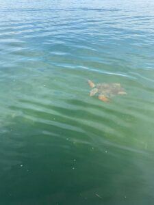 Черепаха в реке Дальян