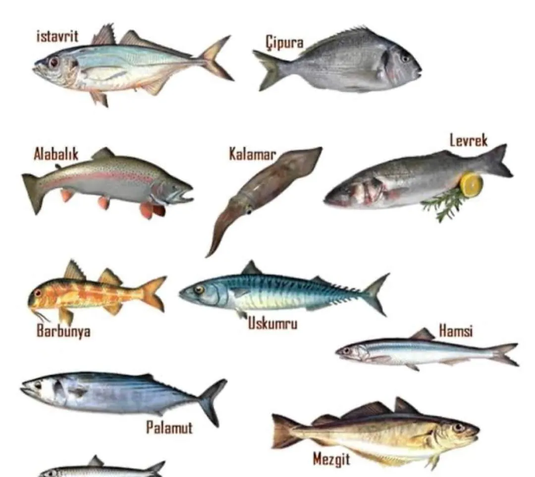 fish species in Turkey